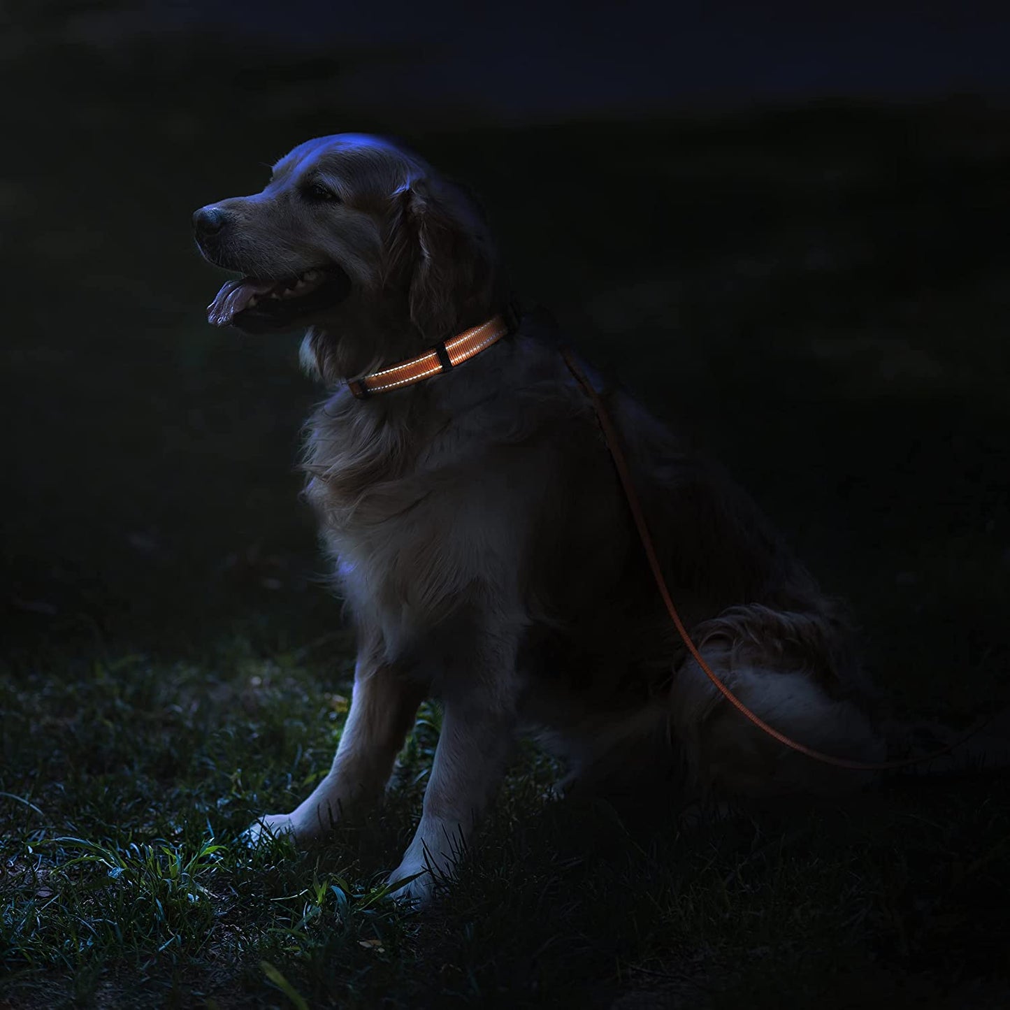 Reflective Nylon Dog Collar with Quick Release Buckle for Small to Large Dogs and Puppies - Waterproof Design (Orange, 10-13 Inch)
