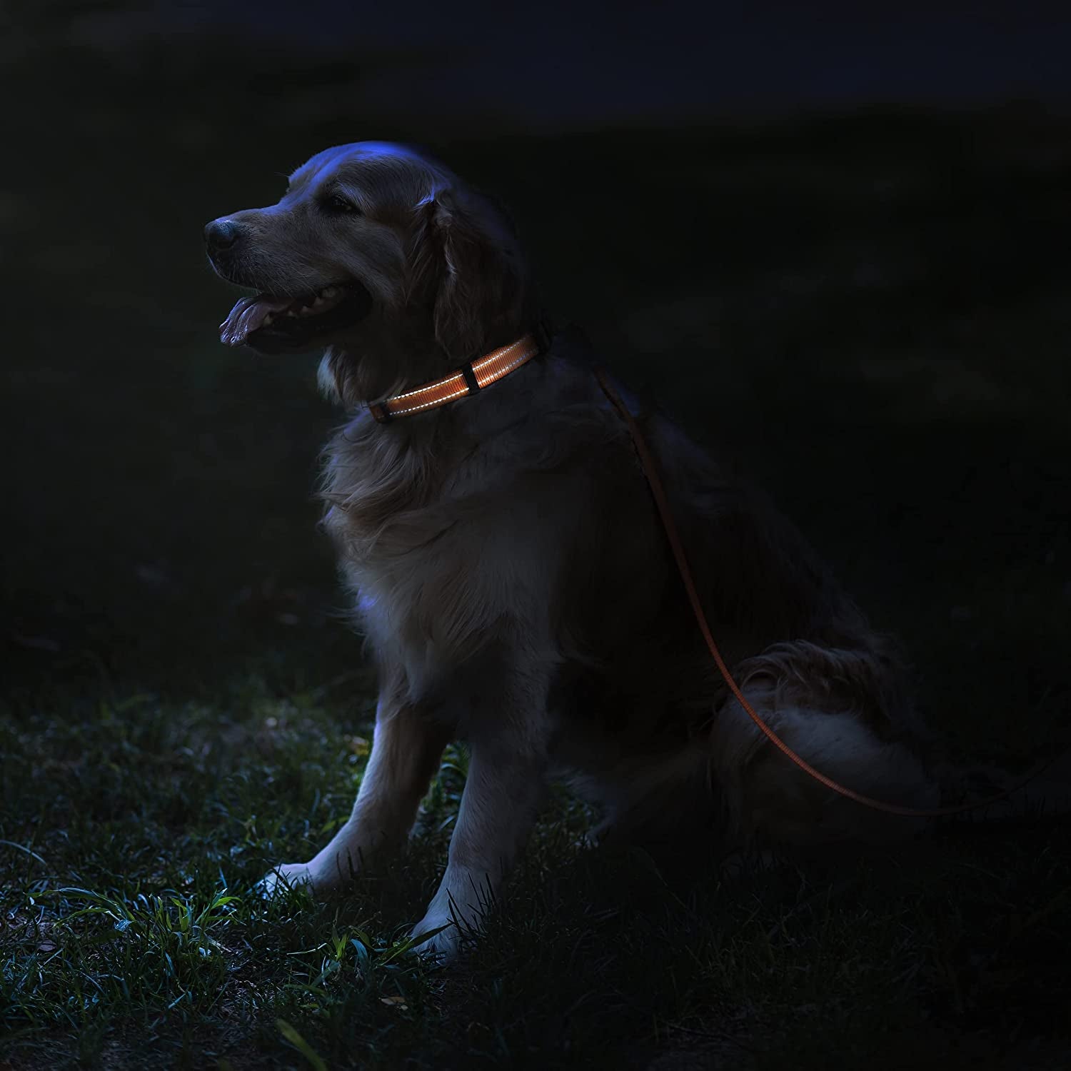 Reflective Nylon Dog Collar with Quick Release Buckle for Small to Large Dogs and Puppies - Waterproof Design (Orange, 10-13 Inch)