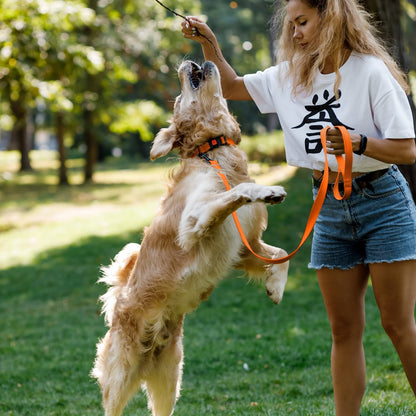Reflective Nylon Dog Collar with Quick Release Buckle for Small to Large Dogs and Puppies - Waterproof Design (Orange, 10-13 Inch)